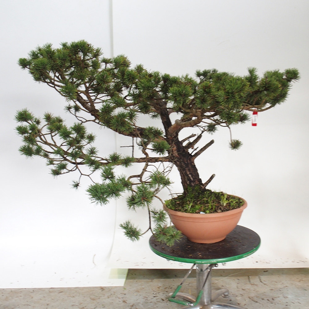 Yamadori - Pinus sylvestris Spagna