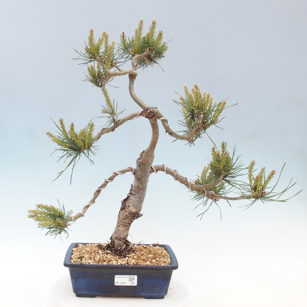 Bonsai da esterno - Pinus Sylvestris Watererri - Pino silvestre