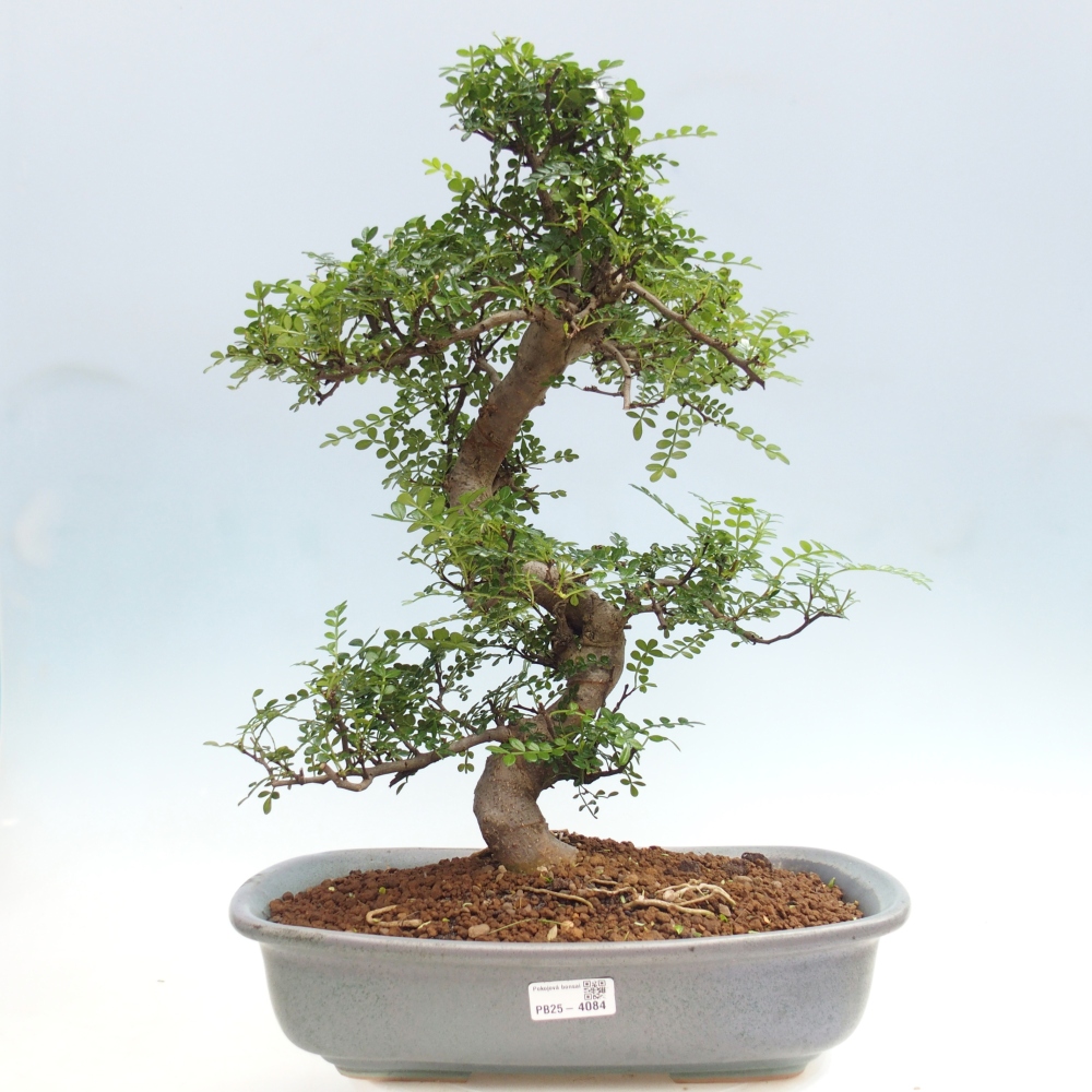 Camera bonsai - Zantoxylum piperitum - albero del pepe