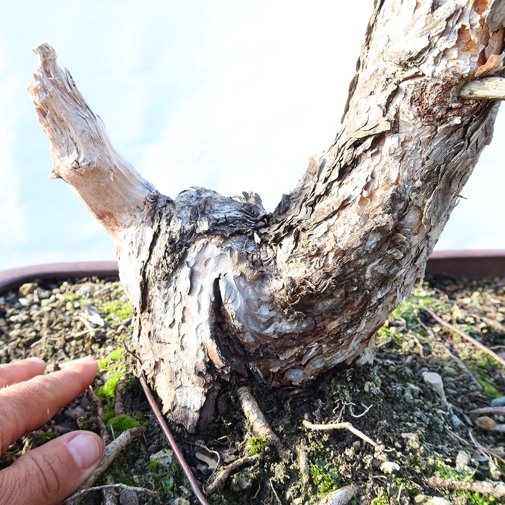 Pinus sylvestris Spagna - pino silvestre