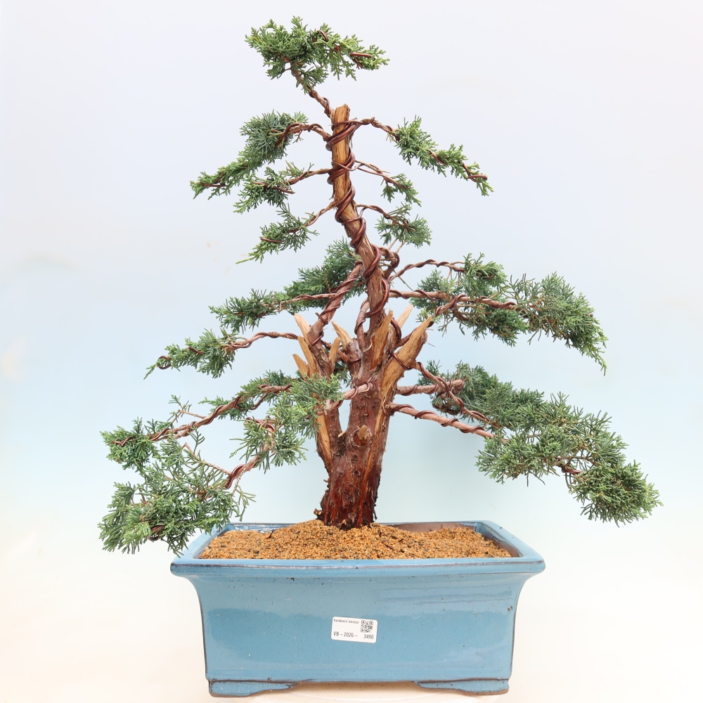 Bonsai da esterno - Juniperus chinensis Kishu