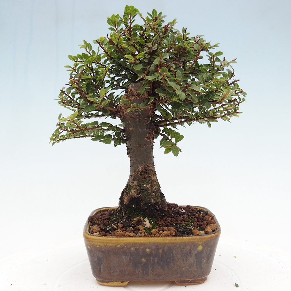 Bonsai da esterno - Ulmus parvifolia Hokkaido - Olmo cinese