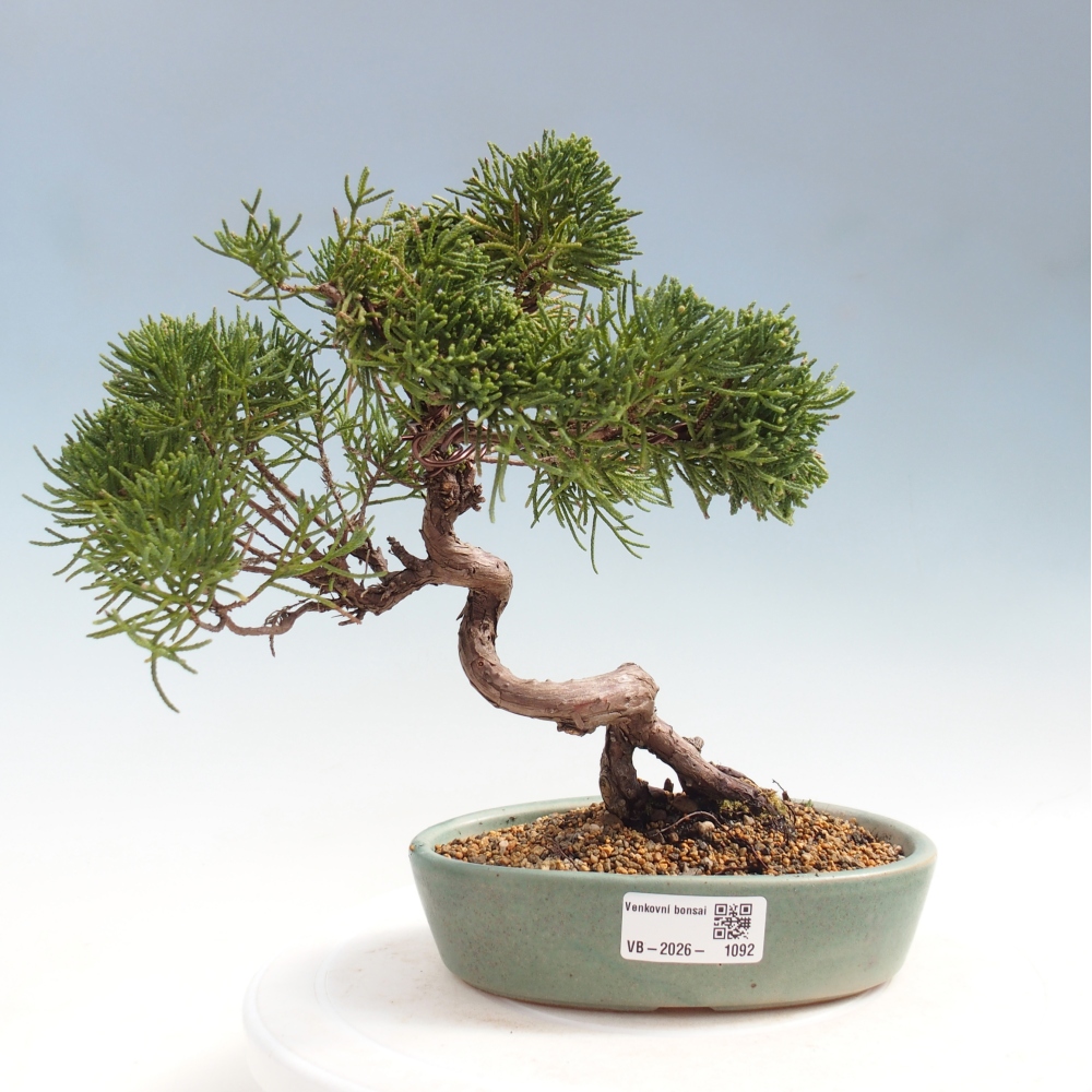 Bonsai da esterno - Juniperus chinensis Kishu