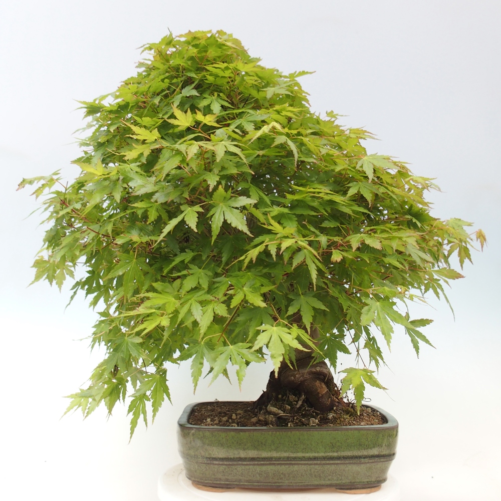 Bonsai da esterno - Acer palmatum - SOLO preparazione del pallet