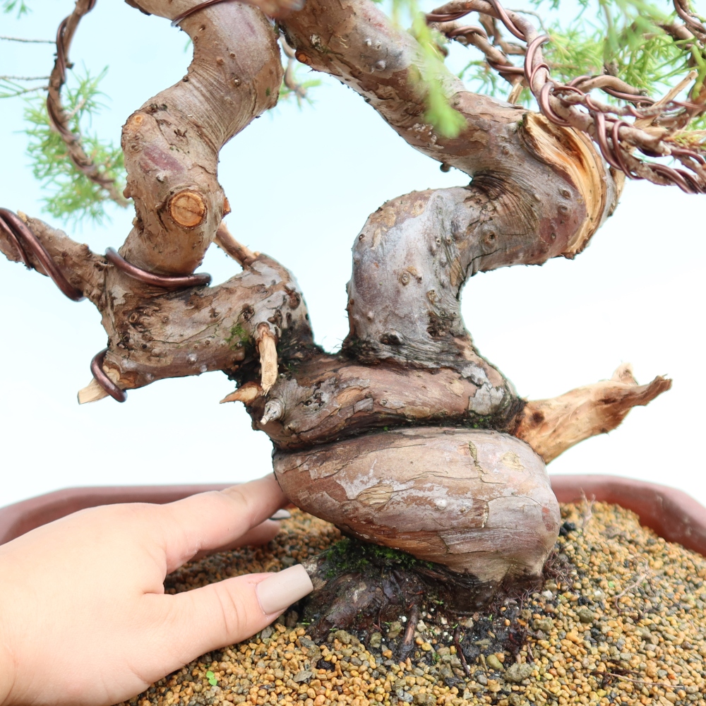 Bonsai da esterno - Juniperus chinensis Itoigawa-Juniperus chinensis