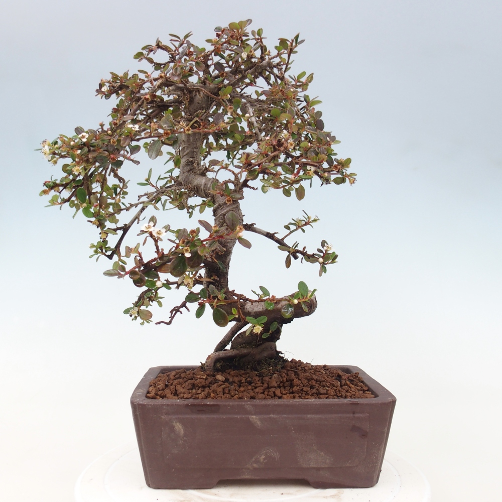 Bonsai da esterno - Cotoneaster dammeri - Roccia di Damer