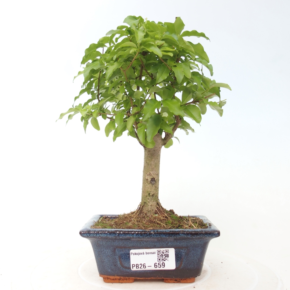 Camera bonsai -Ligustrum chinensis - Becco d'uccello