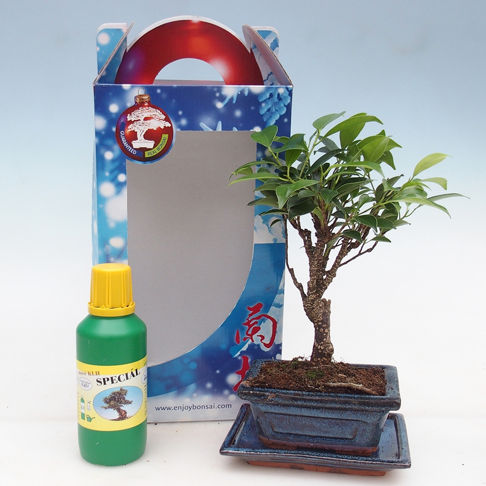 Bonsai da camera in confezione regalo Ficus retusa - Ficus a foglie piccole