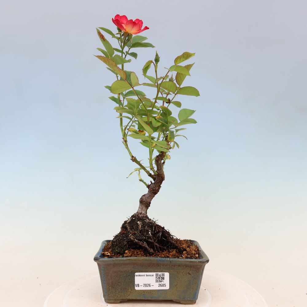 Bonsai da esterno - Rosa Kordes - rosa
