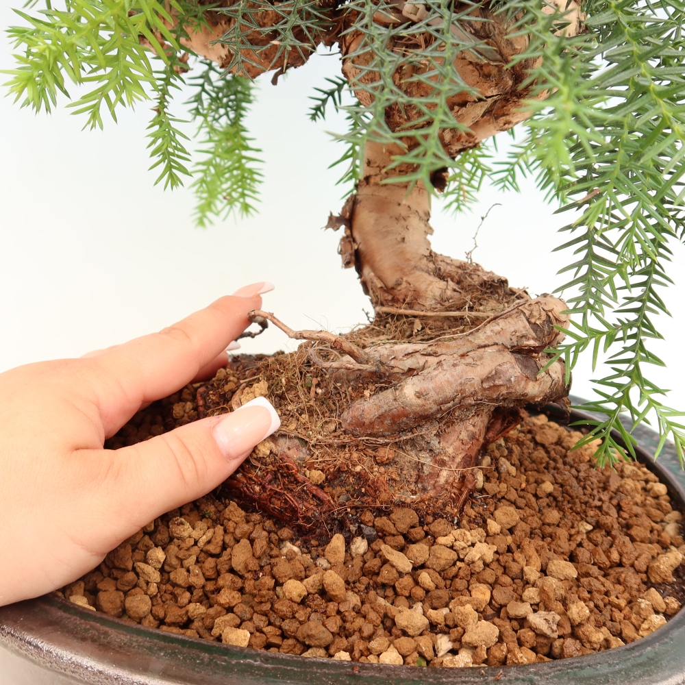 Bonsai da camera - Araucaria - Abete da camera