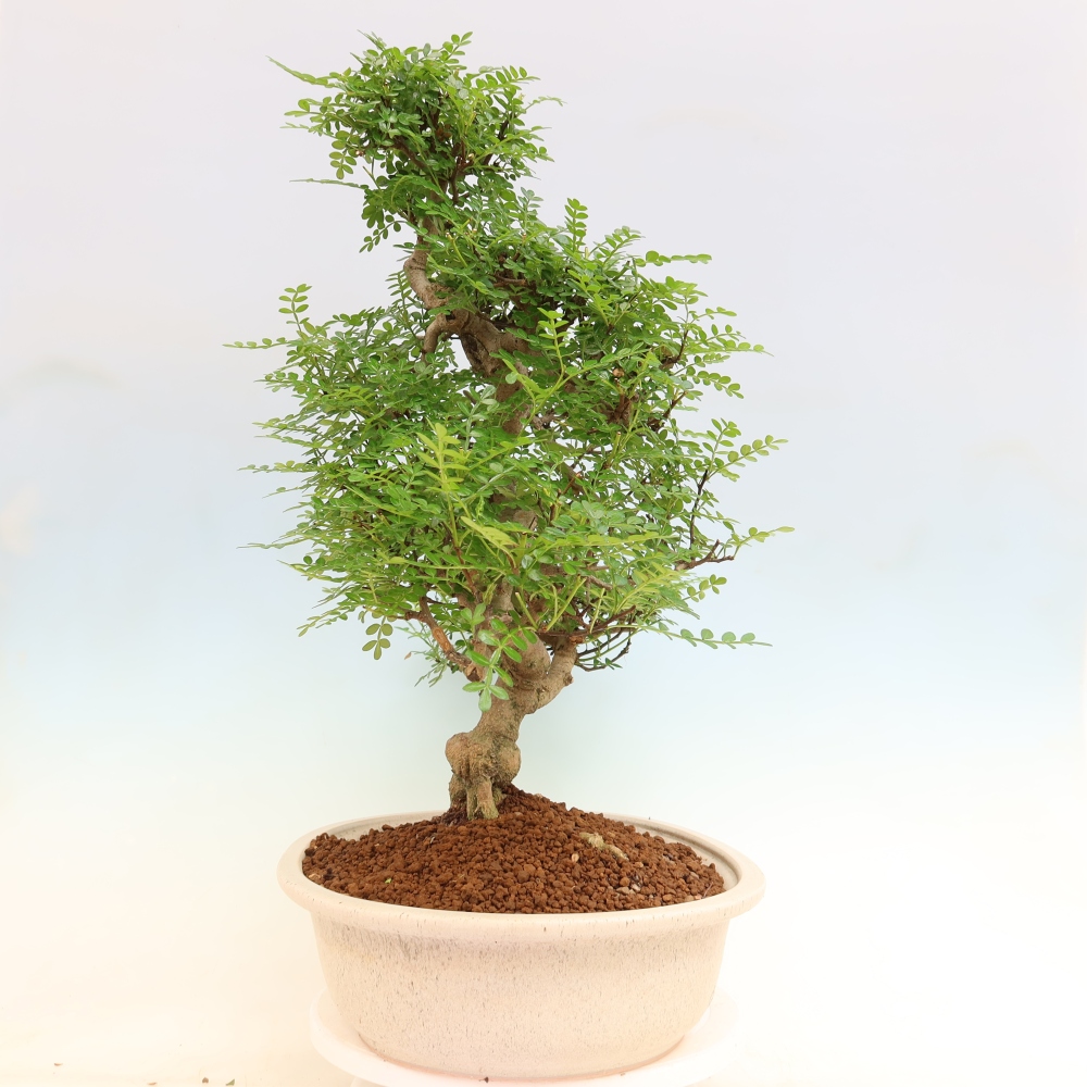 Camera bonsai - Zantoxylum piperitum - albero del pepe