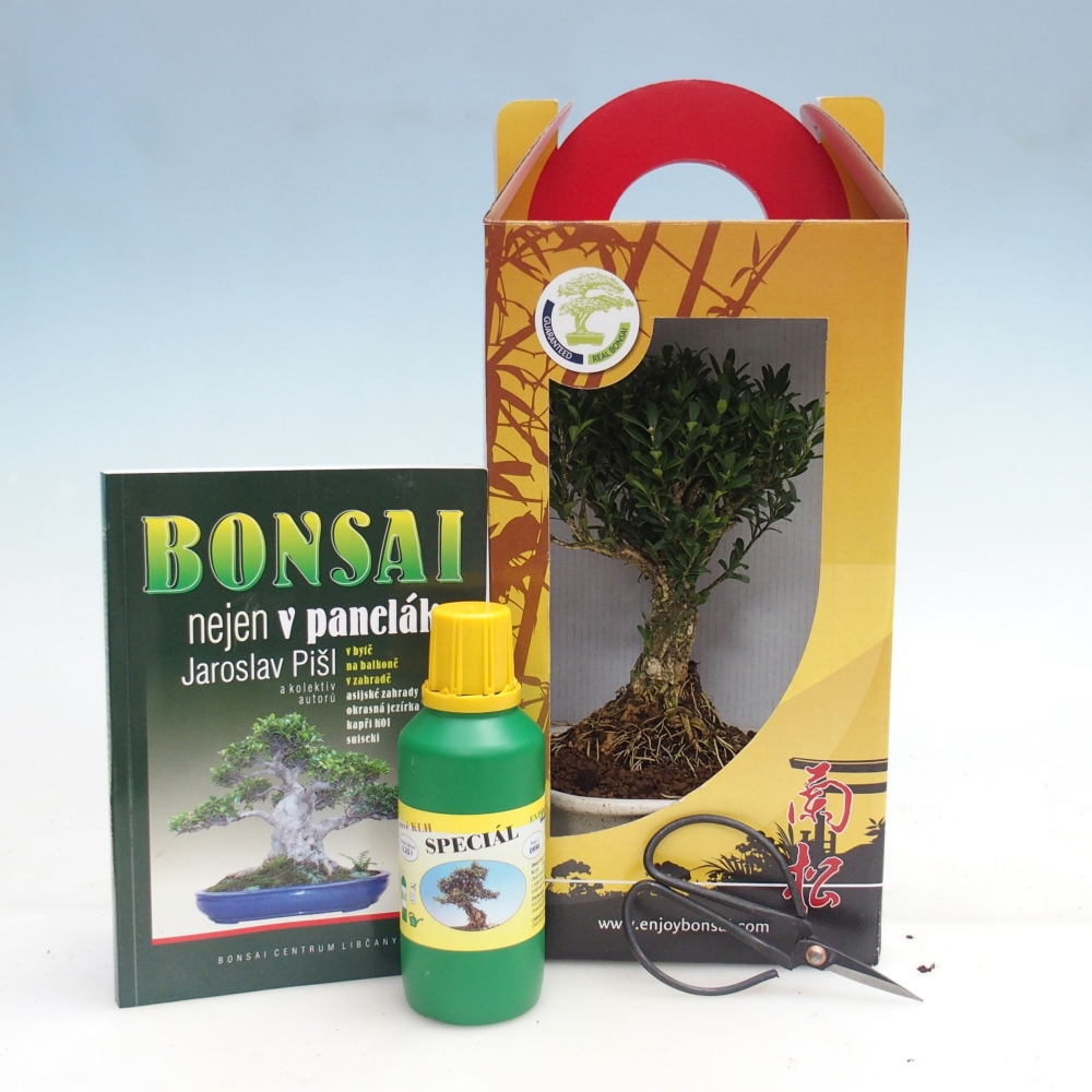 Bonsai da camera in confezione regalo Buxus harlandii - buxus da sughero