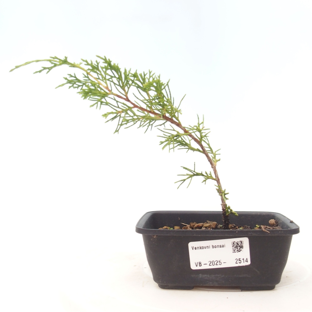 Bonsai da esterno - Juniperus chinensis Itoigawa