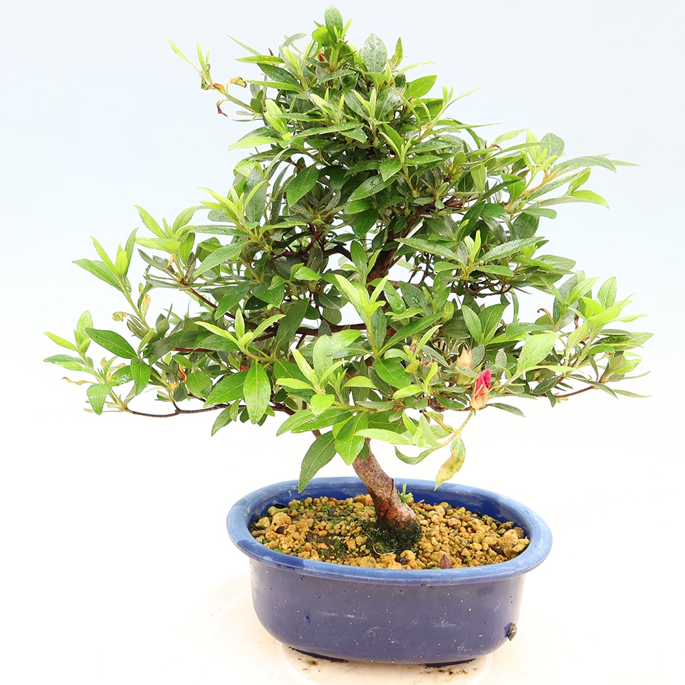 Bonsai da esterno - Azalea giapponese - Azalea Yoko