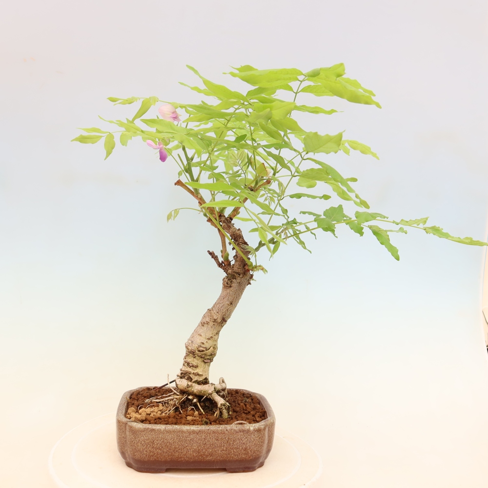 Bonsai da esterno - Glicine floribunda