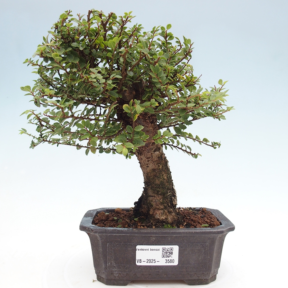 Bonsai da esterno - Ulmus parvifolia Hokkaido - Olmo cinese