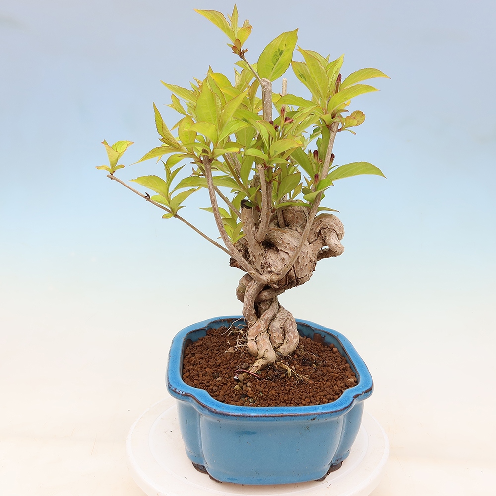 Bonsai da esterno - Weigela subsessilis - Weigela coreana