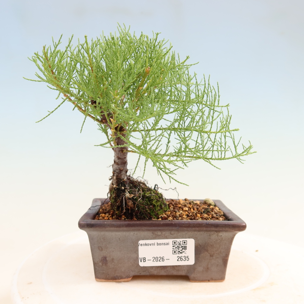 Bonsai da esterno - Tamarisco - Tamarix