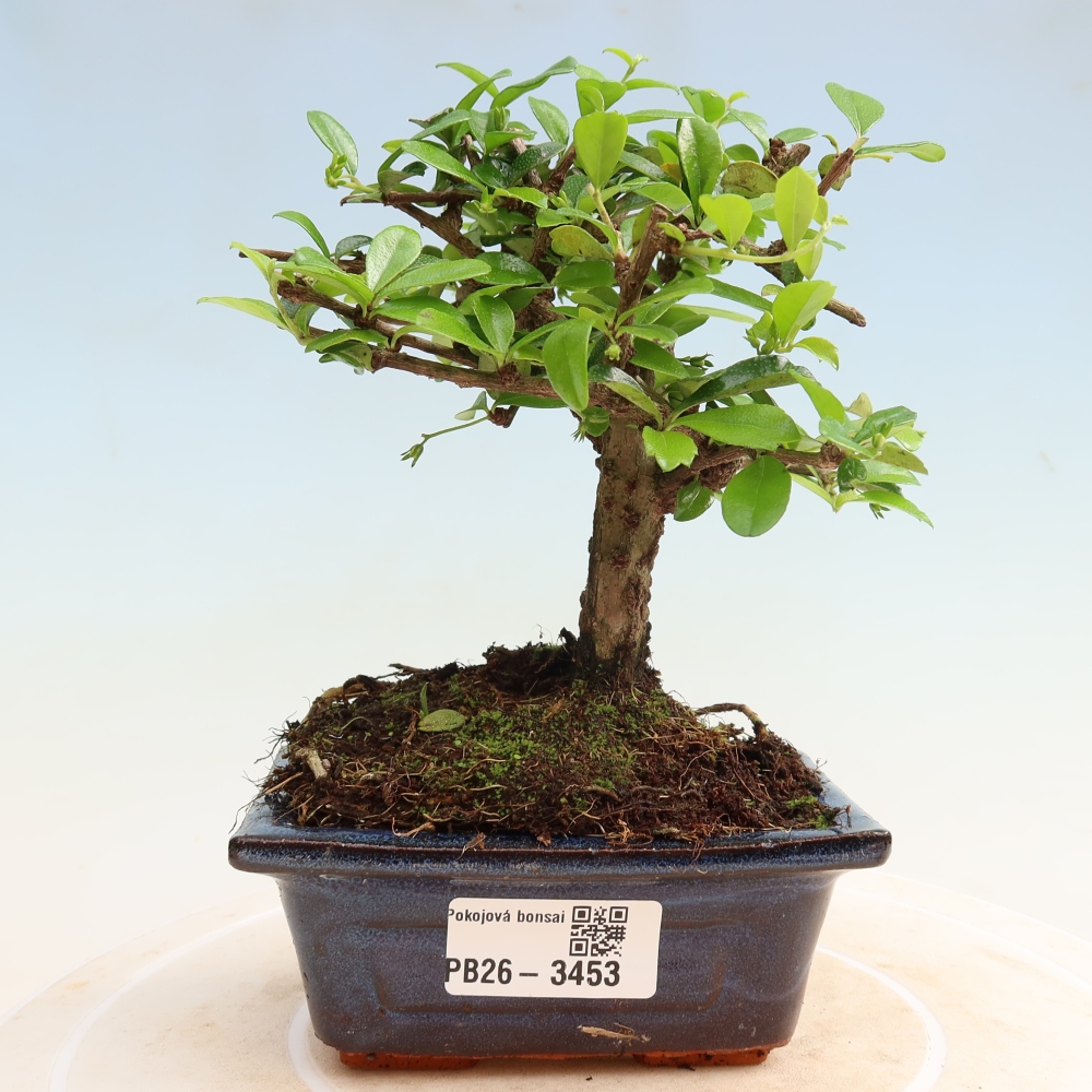 Camera bonsai - Carmona macrophylla - Tea fuki