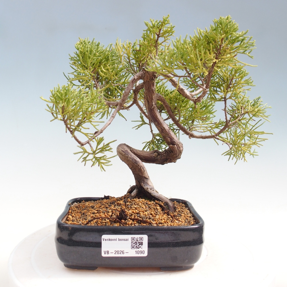 Bonsai da esterno - Juniperus chinensis Kishu