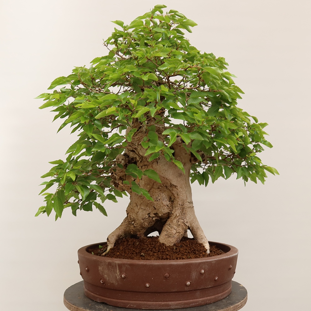 Bonsai da esterno -Carpinus Coreana - Carpino coreano