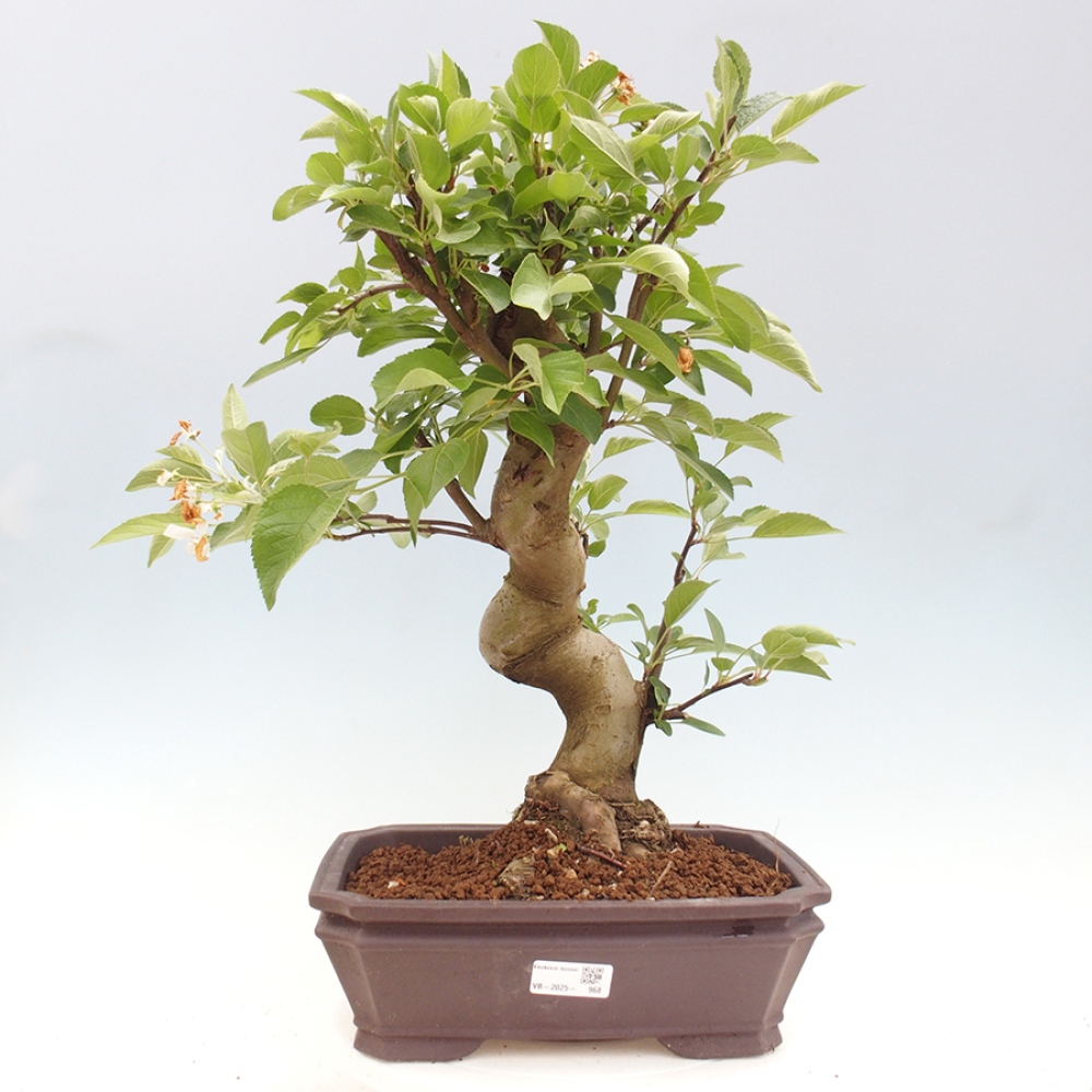 Bonsai da esterno -Malus halliana - Melo a frutto piccolo