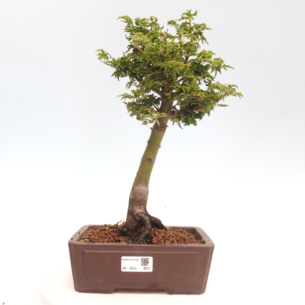 Bonsai da esterno -Palma di Giava Acer palmatum Shishigashira