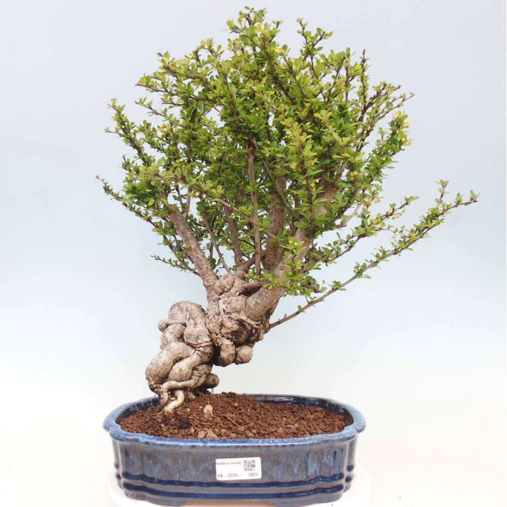 Bonsai da esterno - Berberis coreana