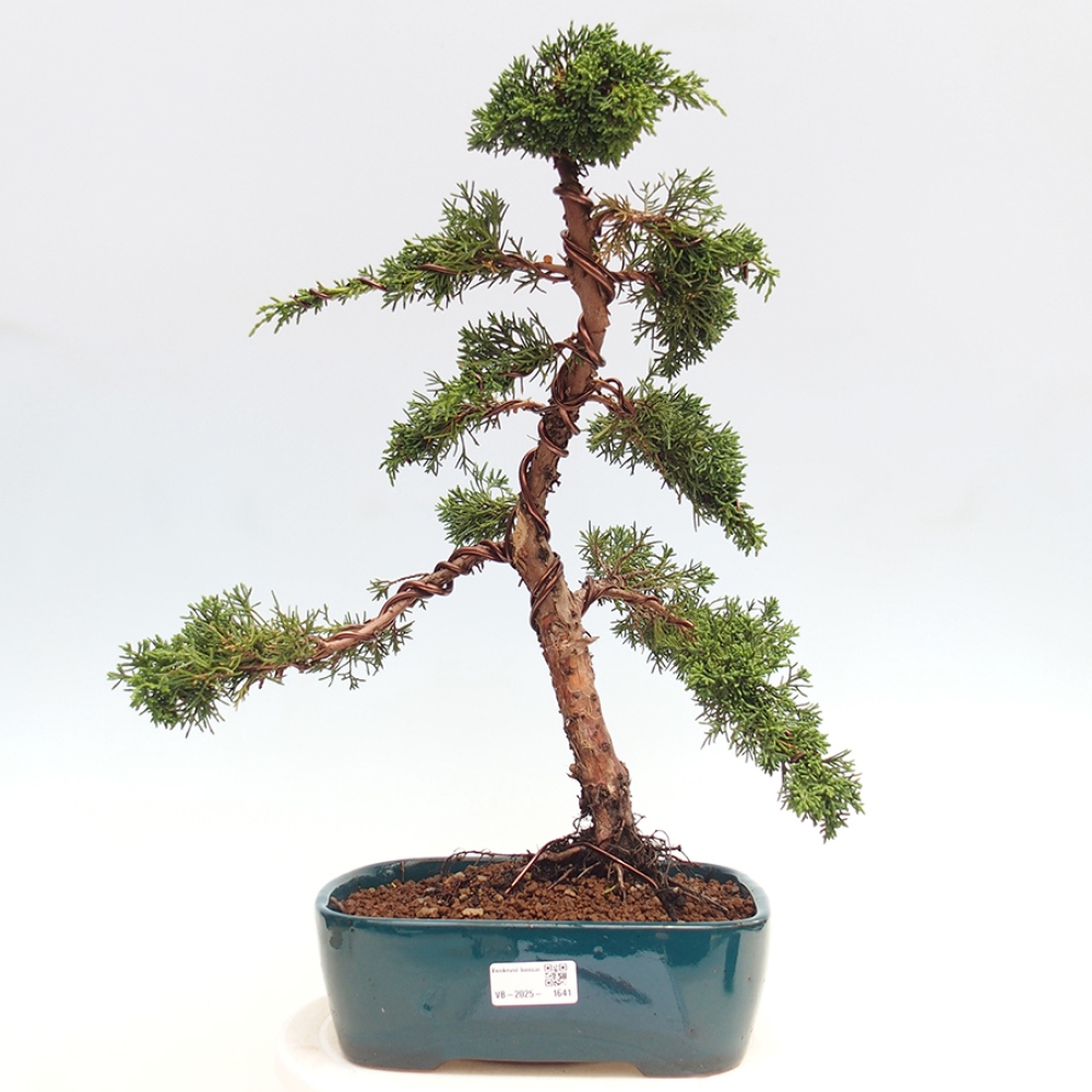 Bonsai da esterno - Juniperus chinensis Kishu