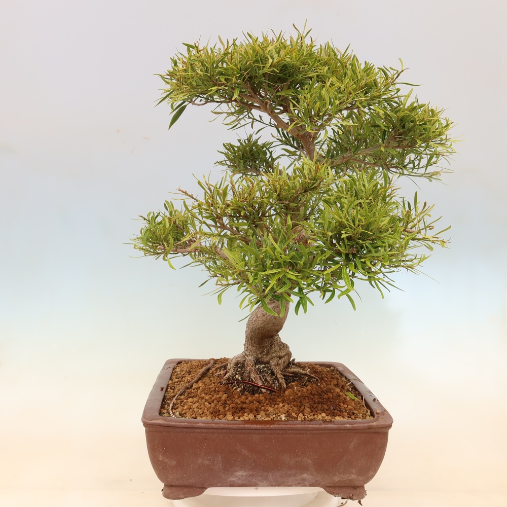 Camera bonsai - Ficus nerifolia - ficus a foglie piccole