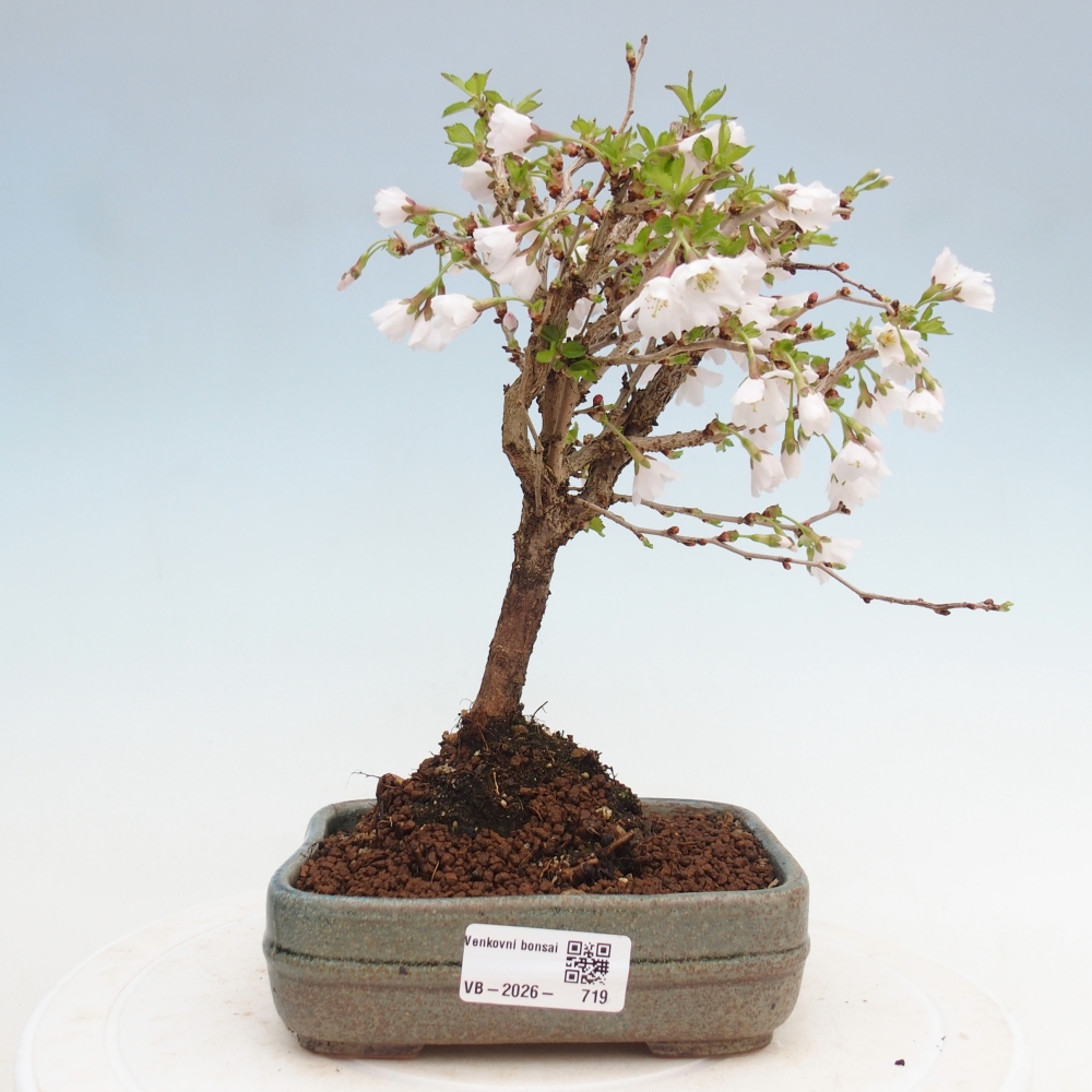 Bonsai da esterno - Prunus incisa Kojou-no mai-Plivon ritagliato