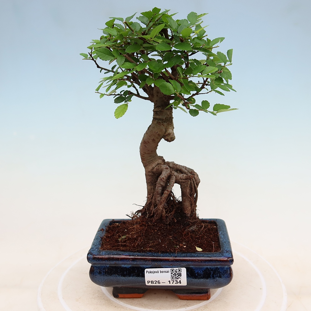 Camera bonsai - Ulmus parvifolia - Olmo a foglie piccole