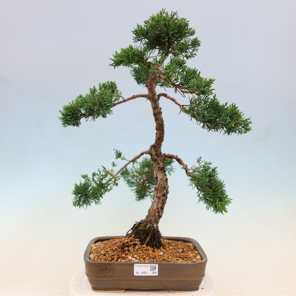 Bonsai da esterno - Juniperus chinensis Kishu