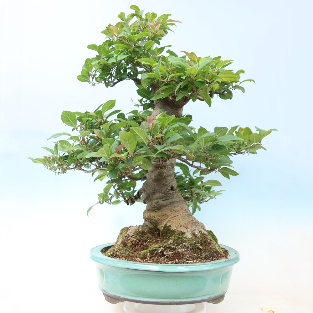 Bonsai da esterno - Ilex serrata - agrifoglio seghettato