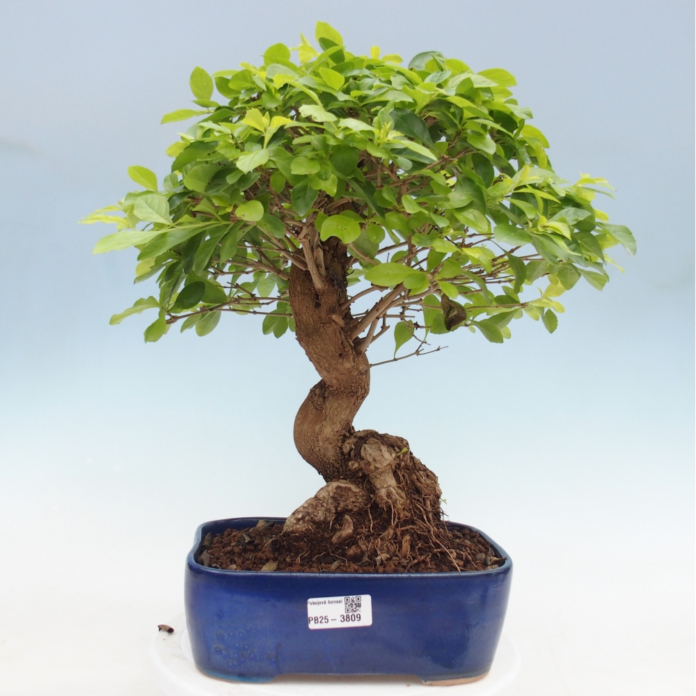 Camera bonsai - Duranta erecta Aurea