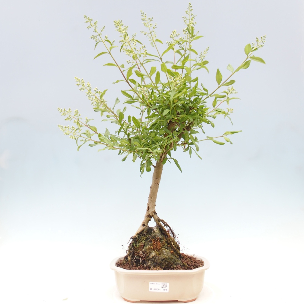 Bonsai da esterno - Ligustrum - Becco di uccello