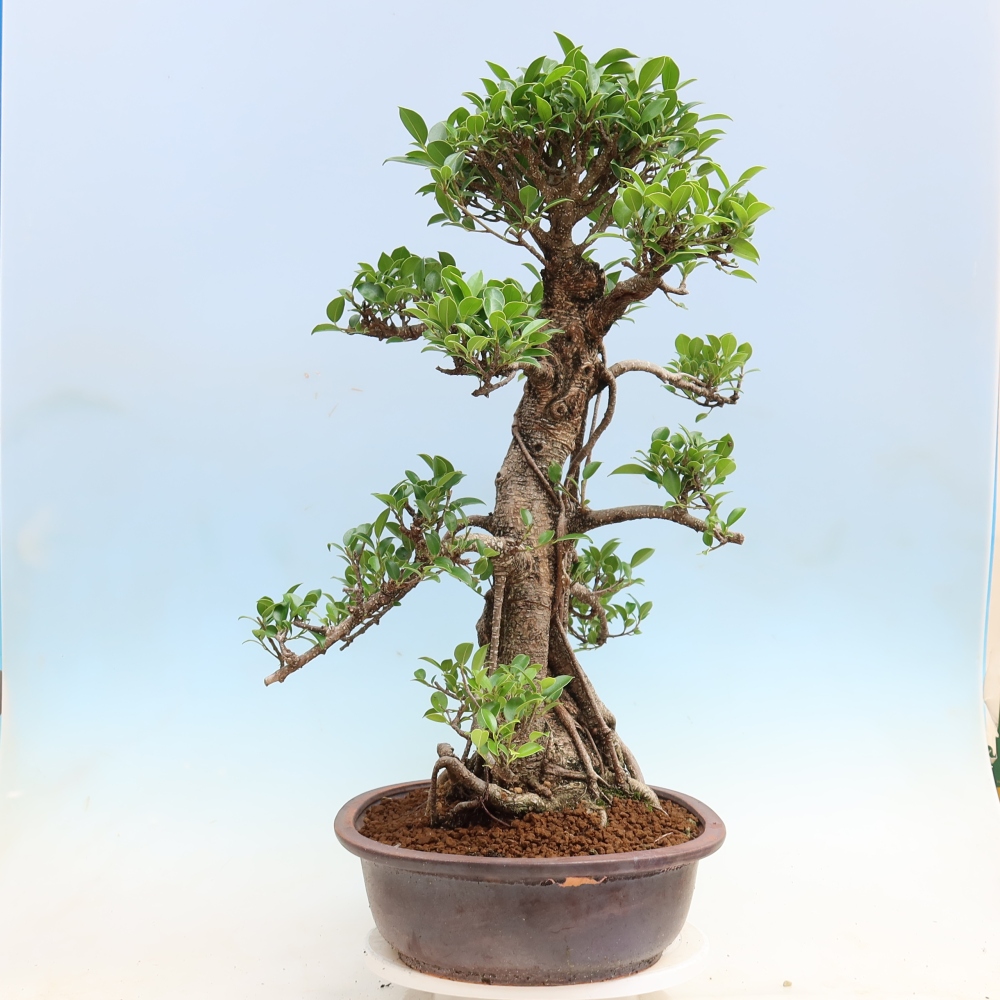 Camera bonsai - Ficus kimmen - ficus a foglie piccole