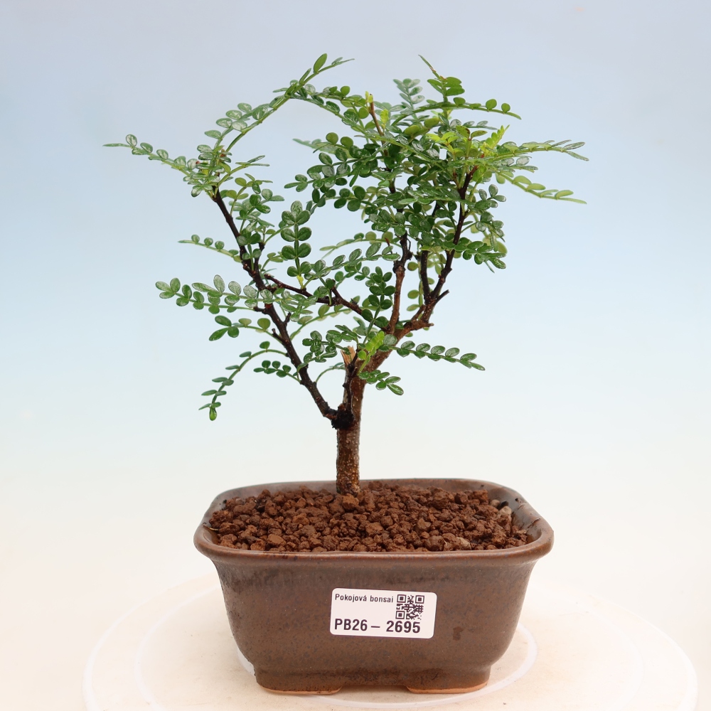 Camera bonsai - Zantoxylum piperitum - albero del pepe