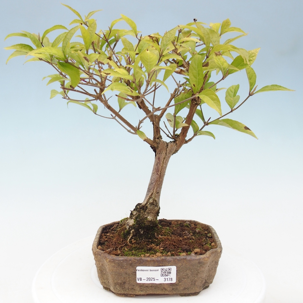 Bonsai da esterno - Callicarpa japonica