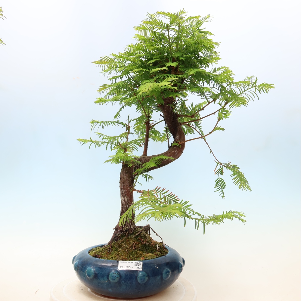 Bonsai da esterno - Metasequoia glyptostroboides - Metasequoia cinese