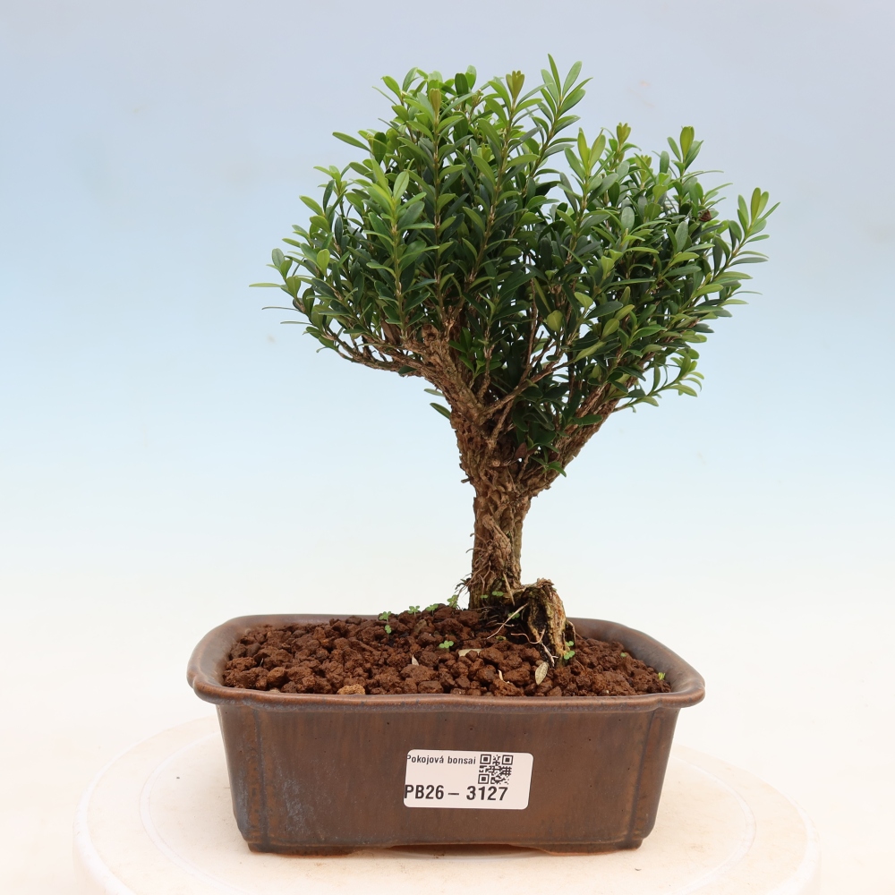 Camera bonsai - Buxus harlandii - buxus da sughero