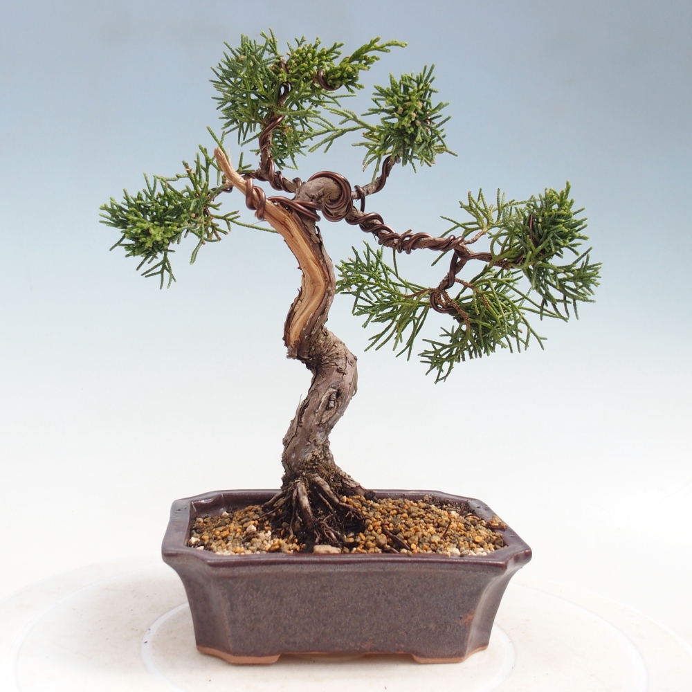 Bonsai da esterno - Juniperus chinensis Kishu