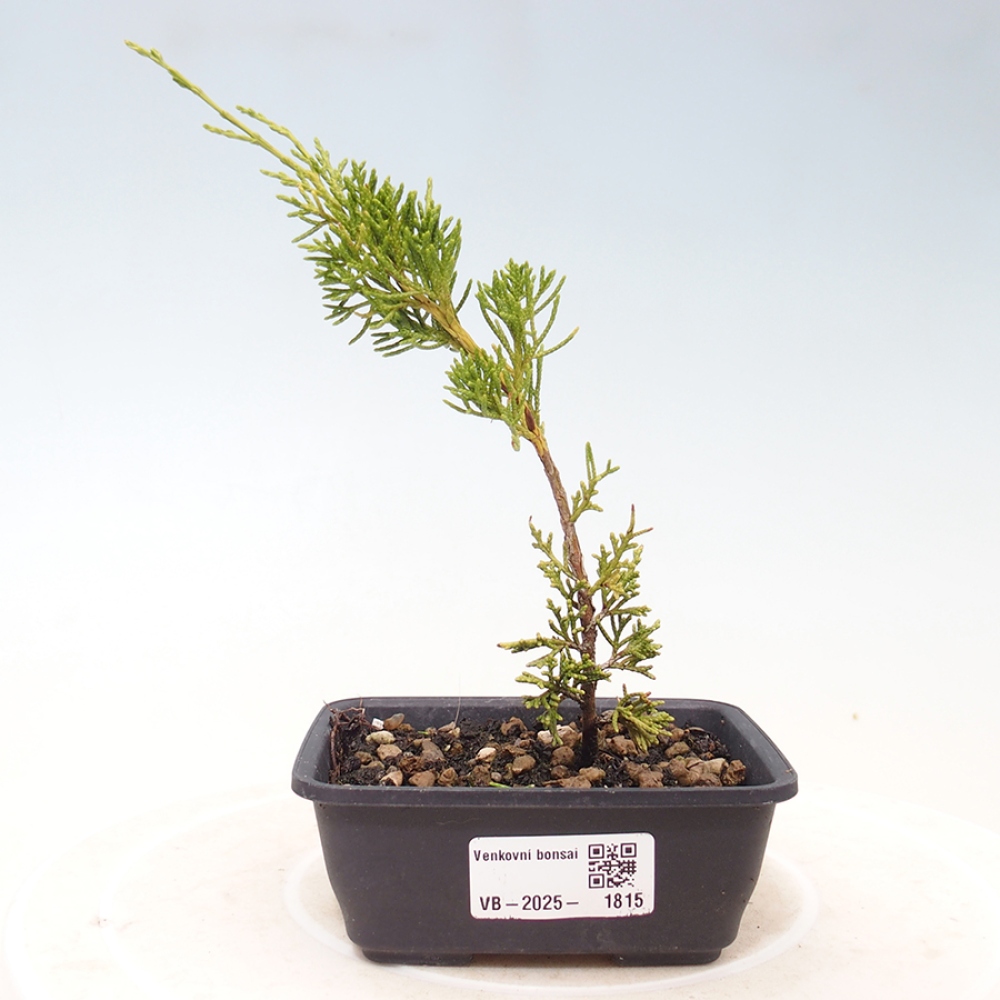 Bonsai da esterno - Juniperus chinensis Itoigawa