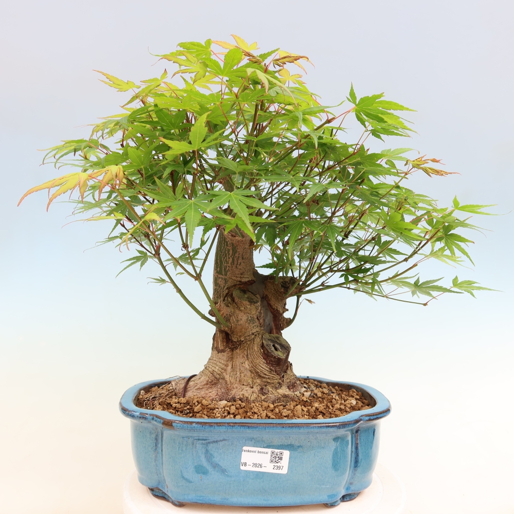 Bonsai da esterno - Acero Burger - Acer Burgerianum