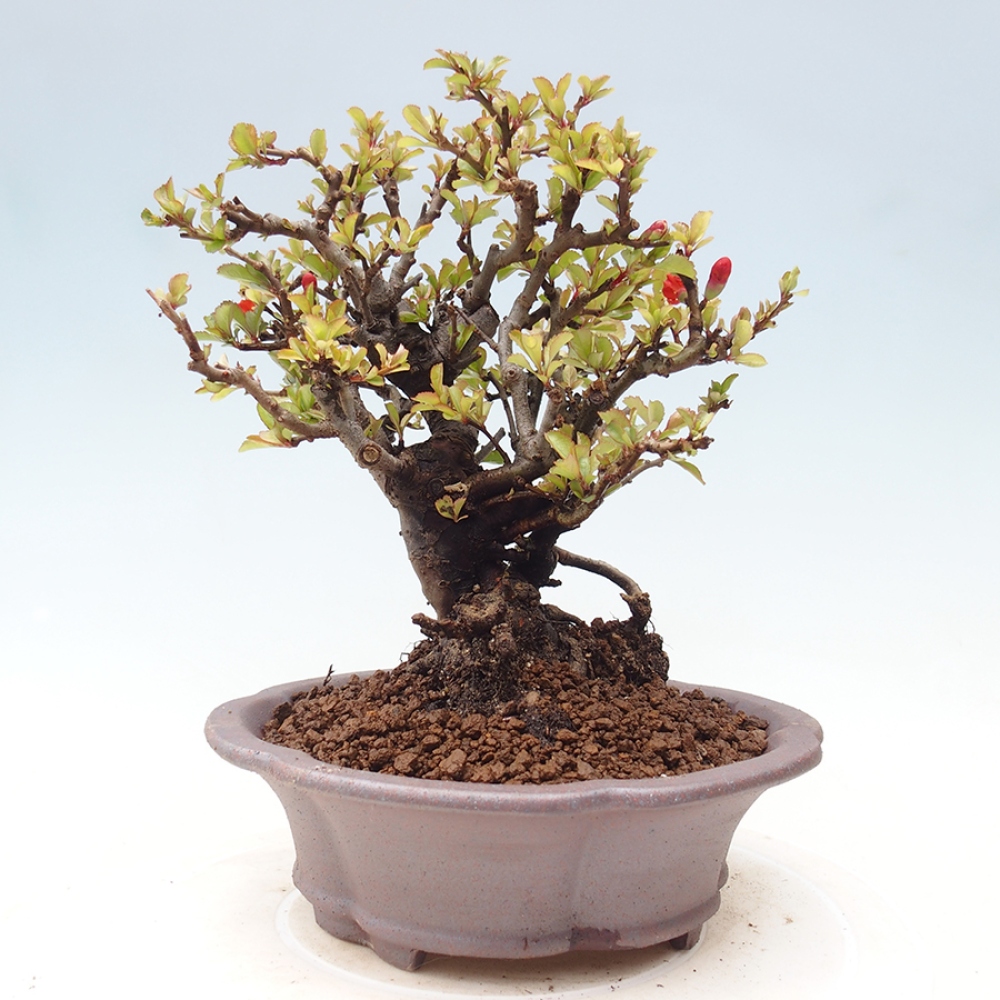 Bonsai da esterno - Chaneomeles speciosa - Cotogno