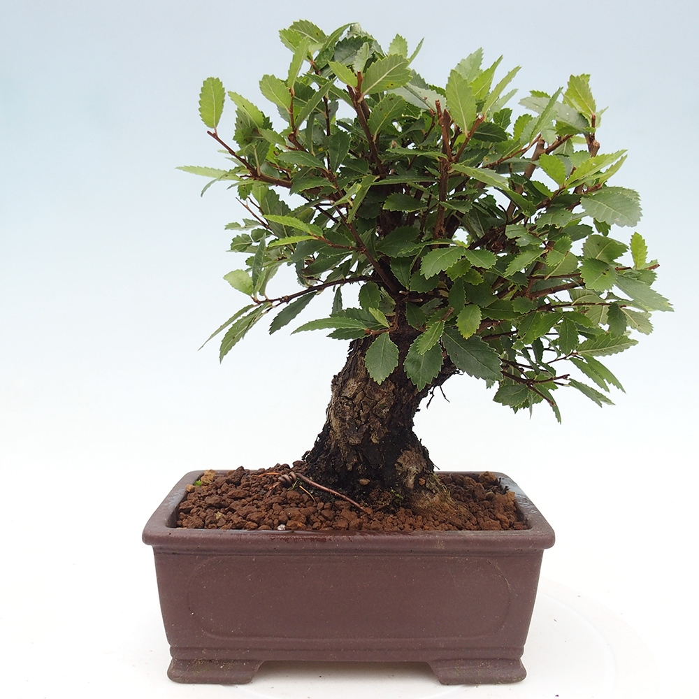 Bonsai da esterno - Zelkova - Zelkova NIRE