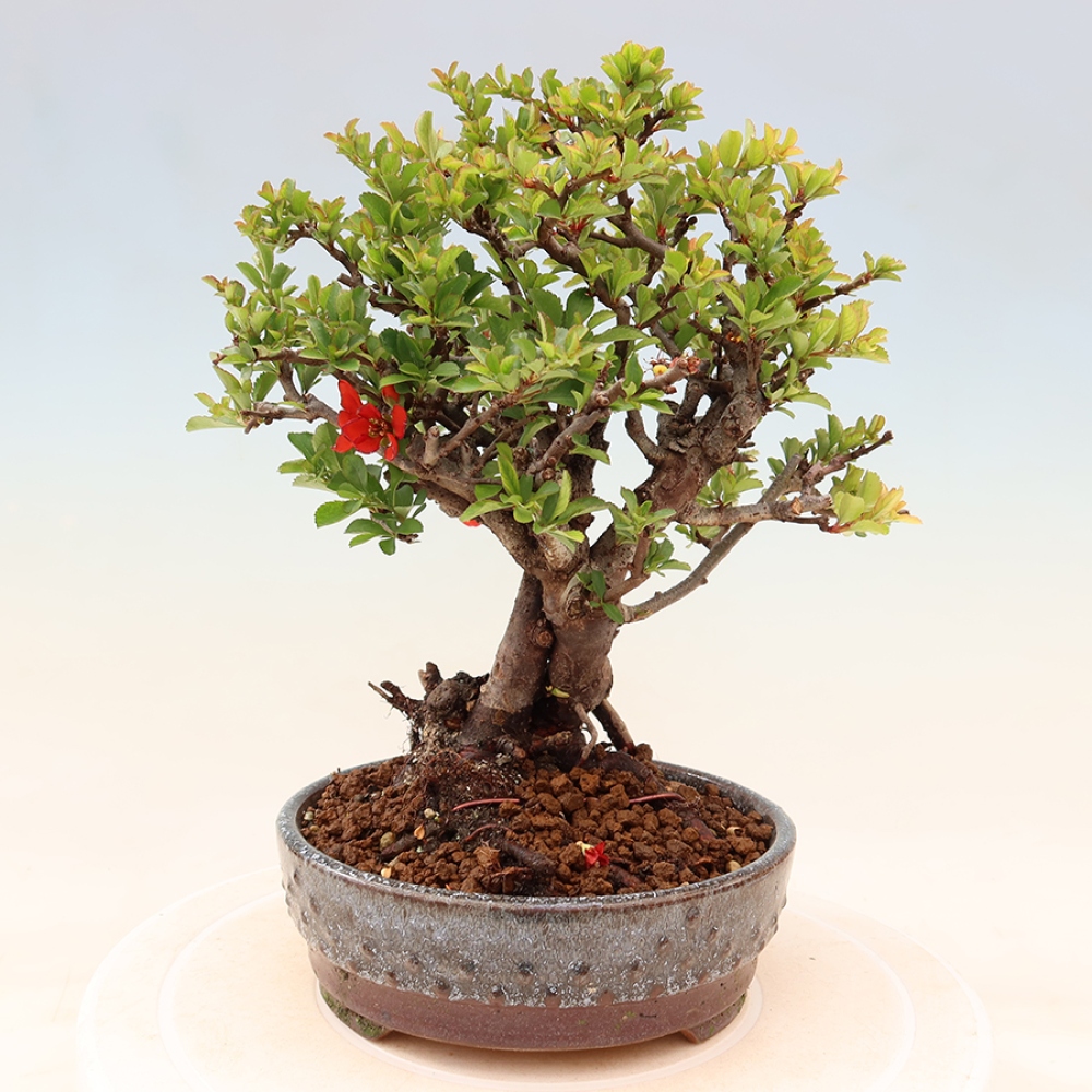 Bonsai da esterno - Chaneomeles speciosa Chojubai