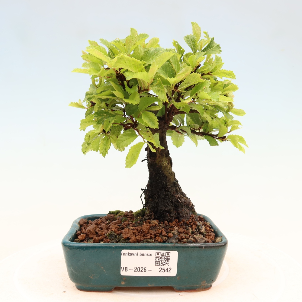 Bonsai da esterno - Zelkova - Zelkova NIRE