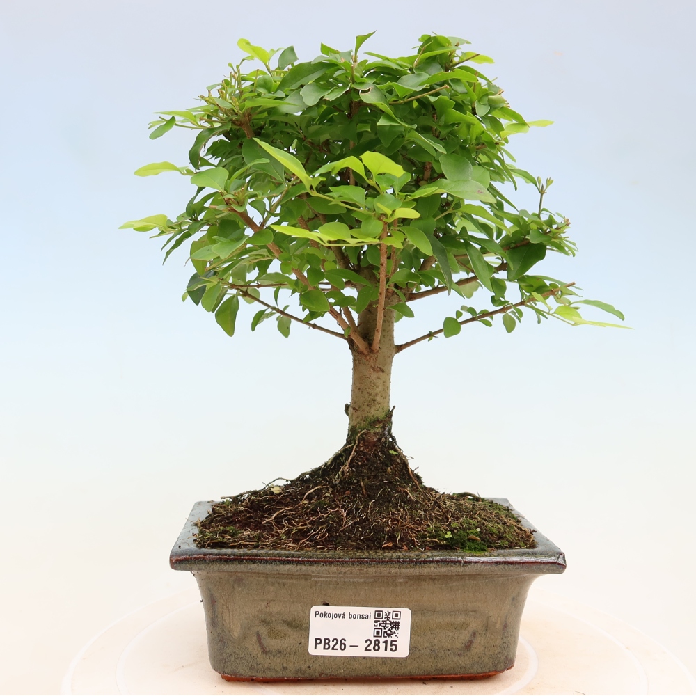 Camera bonsai -Ligustrum chinensis - Becco d'uccello