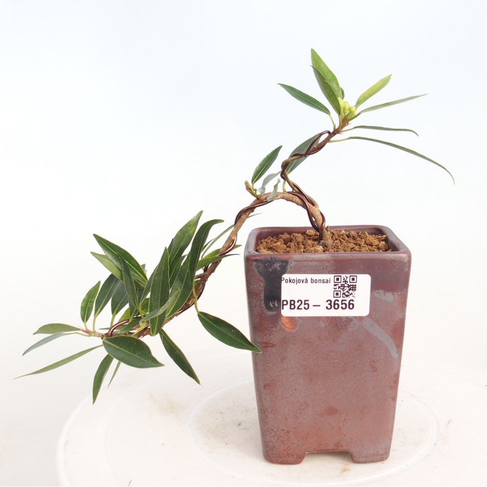 Camera bonsai - Ficus nerifolia - ficus a foglie piccole